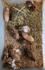 Goudhamsters en gebils, Dieren en Toebehoren, Knaagdieren, Meerdere dieren, Overige typen, Tam