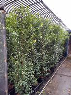 Portugese laurier 2 meter hoog €47,50,  90cm hoog €8,95, Ophalen, Laurier, 100 tot 250 cm