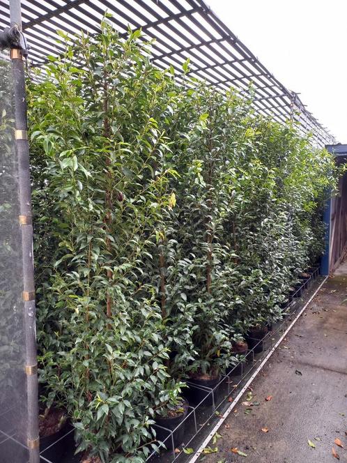 Portugese laurier 2 meter hoog €47,50,  90cm hoog €8,95, Tuin en Terras, Planten | Struiken en Hagen, Laurier, 100 tot 250 cm