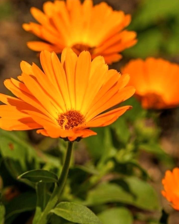 Zaden goudsbloem, Tuin en Terras, Bloembollen en Zaden, Volle zon, Ophalen of Verzenden