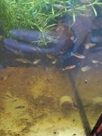 Gup santa maria (Aanbieding), Dieren en Toebehoren, Vissen | Aquariumvissen, Vis