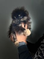pomeriaan pup, Dieren en Toebehoren, Keeshond, 15 weken tot 1 jaar, Reu, Meerdere