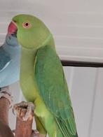 Halsbandpakiete man en pop, Meerdere dieren, Parkiet