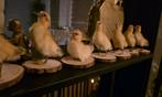 opgezette jonge eendjes taxidermie kuikens opgezette dieren, Ophalen of Verzenden, Vogel, Opgezet dier