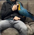 Ara baby 2 stuks, Dieren en Toebehoren, Meerdere dieren, Papegaai, Tam