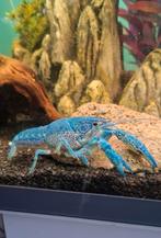 Blauwe florida kreeftjes . Grote, middelgrote , en babys, Dieren en Toebehoren, Kreeft, Krab of Garnaal, Zoetwatervis