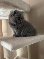 Brits langhaar poesje, Poes, Ontwormd, 0 tot 2 jaar