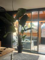 Strelitzia nicolai plant, Tuin en Terras, Planten | Tuinplanten, Ophalen of Verzenden, Zomer, Volle zon