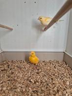 Koppel gele kanaries, Dieren en Toebehoren, Vogels | Kanaries, Meerdere dieren, Kleurkanarie
