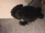 Cockapoo teefje van november 2024, Dieren en Toebehoren, Ophalen