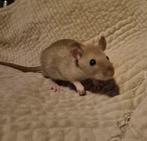 Nog 7 rittens M te adopteren, zullen kleiner blijven., Dieren en Toebehoren, Knaagdieren, Rat, Mannelijk, Tam, September