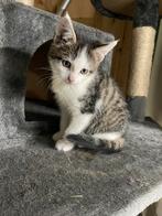 Boerderij kitten, Kater