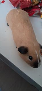 Lieve California cavia zoekt een goed te huis., Dieren en Toebehoren, Knaagdieren, Juli, Mannelijk, Cavia