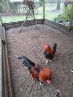 Haantjes gratis 4 stuks, Dieren en Toebehoren, Pluimvee, Mannelijk, Kip