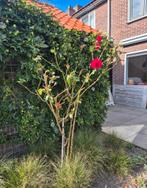 Roos, Tuin en Terras, Ophalen, Overige soorten