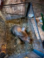 2 rammelaars mannetjes konijn, Dieren en Toebehoren