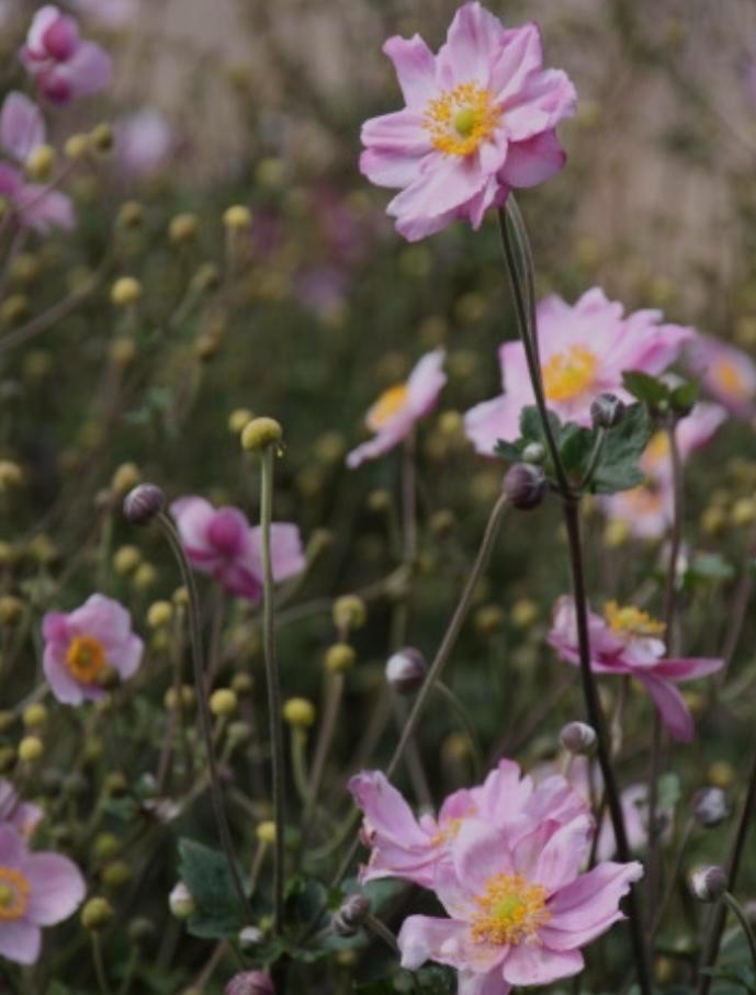 Herfstanemonen in pot - Prachtige bloeiers!, Tuin en Terras, Planten | Tuinplanten, Vaste plant, Halfschaduw, Herfst, Ophalen of Verzenden