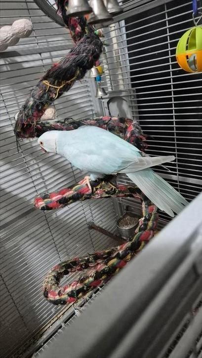 Bewezen koppel halsbandparkieten, Dieren en Toebehoren, Vogels | Parkieten en Papegaaien, Parkiet, Meerdere dieren, Pratend