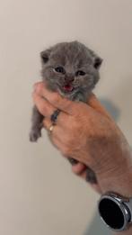 lieve  kittens britse korthaar, Dieren en Toebehoren, Katten en Kittens | Raskatten | Korthaar, Poes, Ontwormd