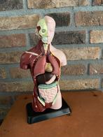 Anatomisch onderwijs model, plastic, 1980-1990, Antiek en Kunst, Curiosa en Brocante, Ophalen of Verzenden