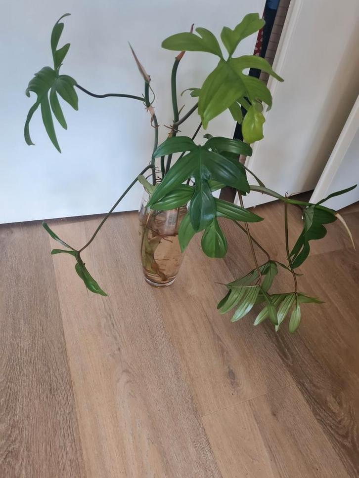 Philodendron painted lady en philodendron pedatum stekken 7x, Huis en Inrichting, Kamerplanten, Ophalen of Verzenden