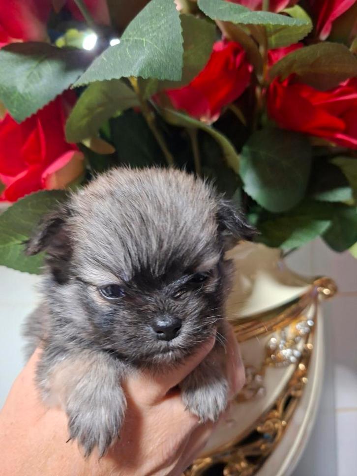 Prachtige chihuahua pomeriaans pups geboren op  9 november, Dieren en Toebehoren, Honden | Chihuahua's en Gezelschapshonden, Meerdere dieren