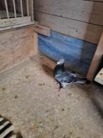 Mooie doffer met eigendomsbewys, Dieren en Toebehoren, Vogels | Duiven, Mannelijk, Postduif