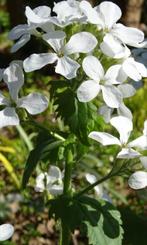 Judaspenning, wit, zaden - Biologisch, zelfgewonnen, Ophalen of Verzenden, Halfschaduw