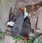 Toom hennen, verschillende rassen. Nu met gratis 20 kg voer., Dieren en Toebehoren, Pluimvee, Meerdere dieren, Kip