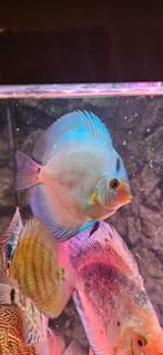 Cobalt Blue discus, Dieren en Toebehoren, Vissen | Aquariumvissen, Vis