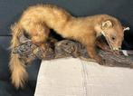 Opgezette Boom marter taxidermie dieren, Verzamelen, Ophalen, Zo goed als nieuw, Wild dier, Opgezet dier