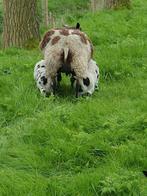 Bonte ooi met 2 lammeren, Dieren en Toebehoren, Schapen, Geiten en Varkens