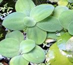 Watersla ( Pistia Stratiotes ), Dieren en Toebehoren, Vissen | Aquaria en Toebehoren, Plant(en), Steen of Hout, Ophalen of Verzenden