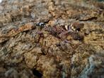 underwoodisaurus milii 0.0.2, Hagedis