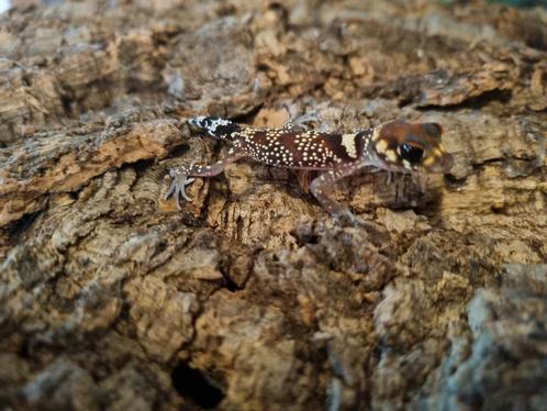 underwoodisaurus milii 0.0.2, Dieren en Toebehoren, Reptielen en Amfibieën, Hagedis