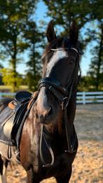 Bijrijder gezocht/ verzorgpaard aangeboden (16+), Dieren en Toebehoren, Ophalen