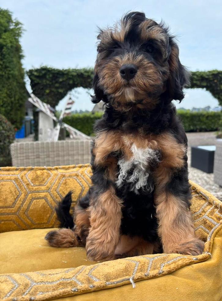Labradoodle pups mini, Dieren en Toebehoren, Honden | Retrievers, Spaniëls en Waterhonden, Meerdere dieren, Overige rassen, Fokker | Professioneel