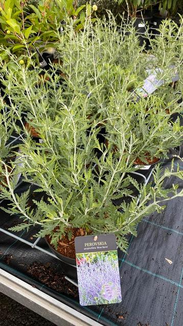 Perovskia  ‘blue spire’ beschikbaar voor biedingen
