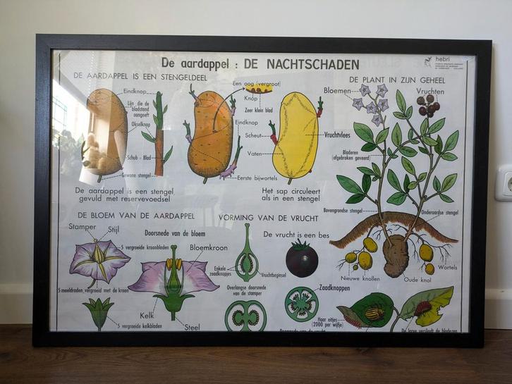 Oude schoolplaat aardappel groente, Antiek en Kunst, Antiek | Schoolplaten, Ophalen