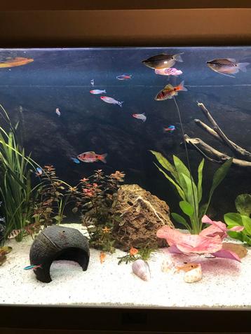 Te koop: 2x gourami, 1x barbeel, 3x algeneter, appelslakken beschikbaar voor biedingen