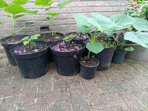Pauwlonia  boompjes, Tuin en Terras, Planten | Bomen, Overige soorten, Minder dan 100 cm, Volle zon, Bloeit niet, In pot, Ophalen