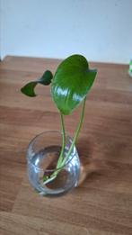 monstera deliciosa, Overige soorten, In pot, Minder dan 100 cm, Groene kamerplant