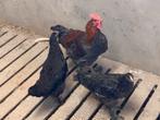 Marans, Dieren en Toebehoren, Pluimvee, Meerdere dieren, Kip