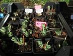 Vetplant - Sedum = Hemelsleutel - Spectabile, Halfschaduw, Zomer, Vaste plant, Overige soorten