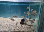 Nimbochromis Livingstonii Malawi Cichliden, Dieren en Toebehoren, Vissen | Aquariumvissen, Vis, Zoetwatervis