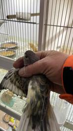 Bourkes, Meerdere dieren, Parkiet