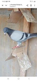 Postduif, Dieren en Toebehoren, Vogels | Duiven, Mannelijk, Postduif