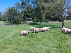 Texelaar dek rammen, Mannelijk, Schaap, 0 tot 2 jaar
