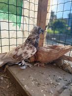 prachtig koppel duiven, Dieren en Toebehoren, Vogels | Duiven, Meerdere dieren