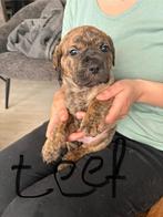 7 mooi puppy’s, Dieren en Toebehoren, Honden | Niet-rashonden, Parvo, 8 tot 15 weken, Groot, Meerdere
